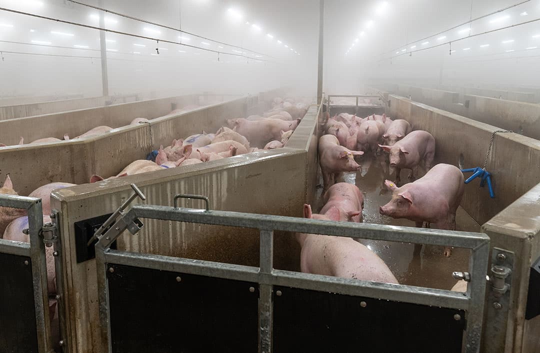 De wachtruimte is qua omvang vrijwel verdubbeld en biedt nu ruimte aan 3.000 varkens. - Foto: Jan Willem Schouten