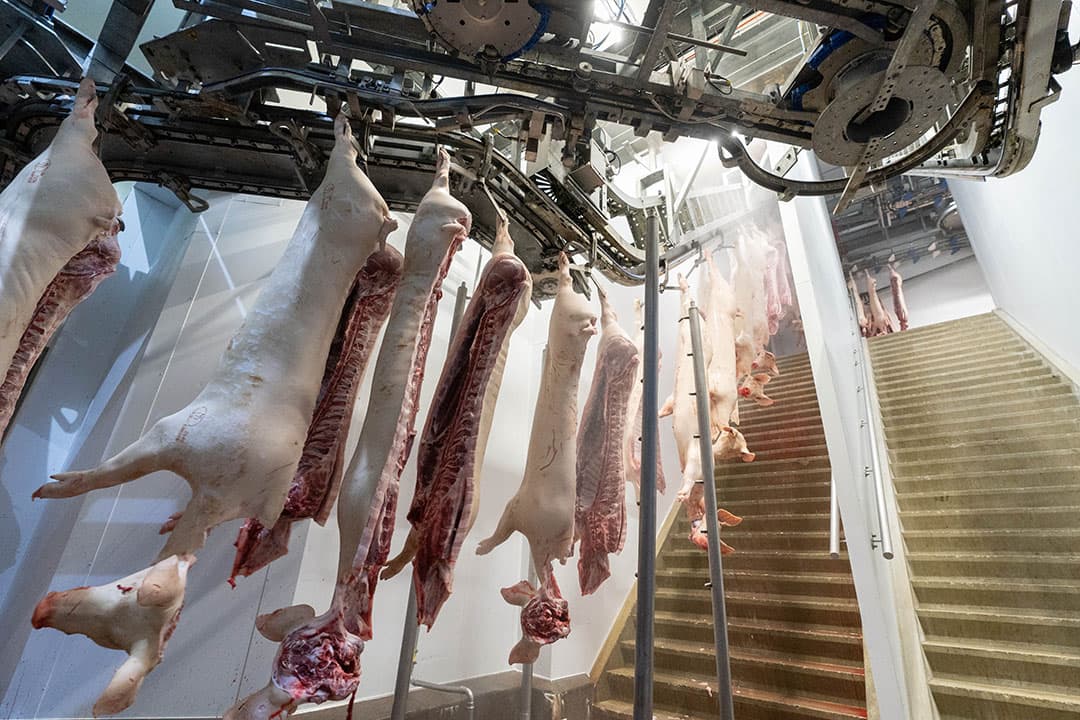 De karkassen gaan direct na het slachtproces naar de  snelkoeltunnel op de verdieping.