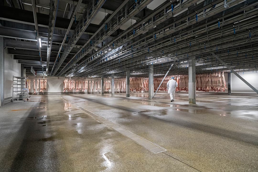 De gekoelde karkassen hangen in de selectiehal voordat ze verder worden verwerkt.
