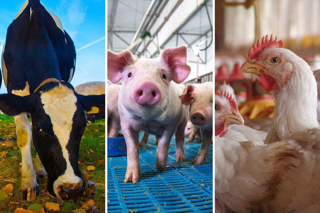 In alle gevallen is een daling van de omvang van de veestapel onvermijdelijk om de klimaatdoelen te realiseren, aldus het klimaatadvies. - Foto's: Canva, beeldbewerking