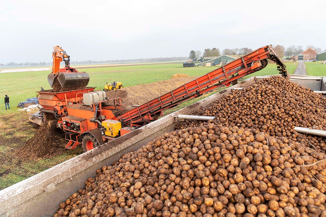 Oogst van zetmeelaardappelen. Een hogere prijs voor de aardappelen is volgens Avebe nodig, want er is enorme concurrentie om de beschikbare hectares. - Foto: Koos van der Spek
