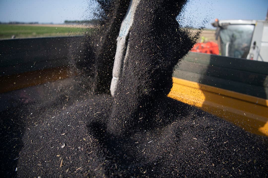 Oogst van koolzaad. - Foto: Mark Pasveer
