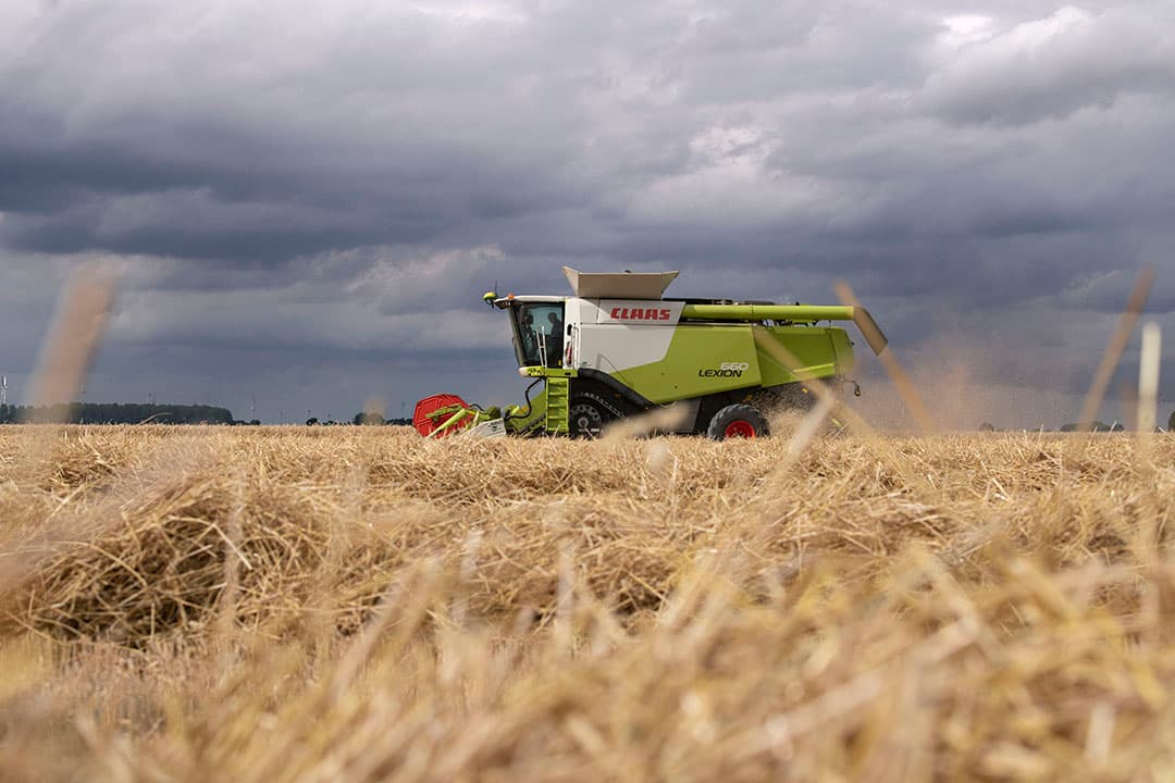 Oogst van tarwe, juli 2022. - Foto: Mark Pasveer