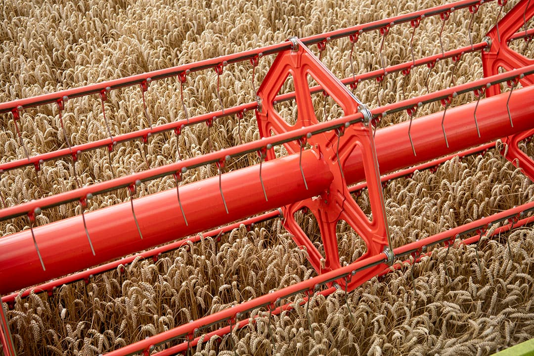 Nedertarwe is graan van dichtbij. Het graan komt van Nederlandse bodem en wordt door gecertificeerde boeren volgens richtlijnen geteeld voor CZAV en Koopmans. - Foto: Mark Pasveer