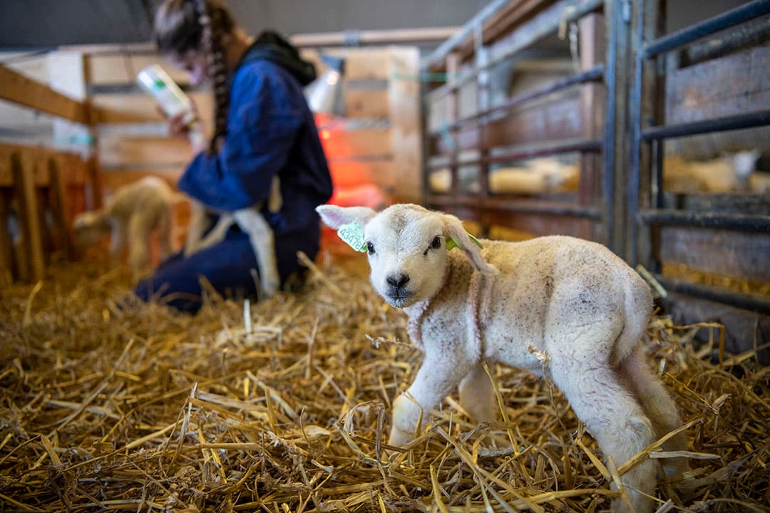 Stagiaires Britt Veldman en Ilja Ouwendorp geven de wat zwakkere lammetjes uit de kudde van Heero Zuideveld in Usquert (Gr.) extra aandacht om ze een goede start te geven. Zuideveld heeft 500 schapen waarvan er 400 in februari en maart lammeren. Rond 10 april gaan de schapen met hun lammeren weer naar buiten op de kwelders. - Foto: Mark Pasveer