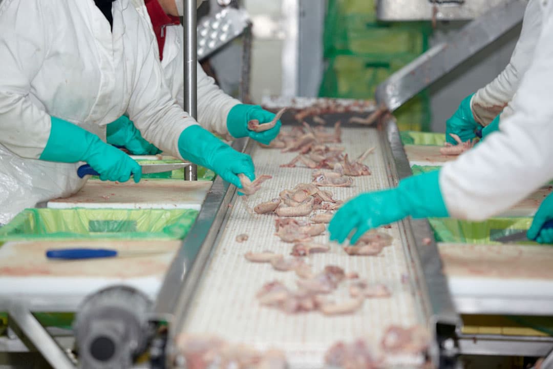 De Nederlandse pluimveesector merkt de gevolgen van de verhoogde import van pluimveevlees dat in Oekraïne onder minder strenge eisen wordt geproduceerd dan de Nederlandse normen. - Foto: Canva