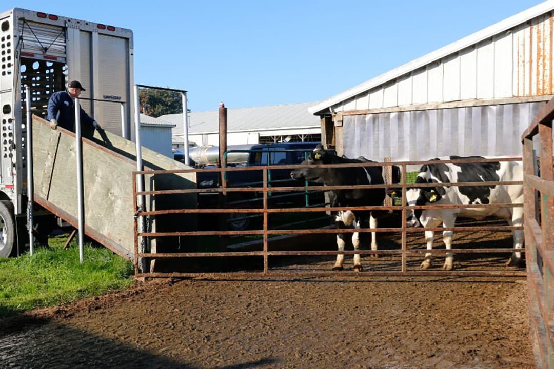 De grootste impact van de aanscherping wordt verwacht voor de afvoer van melkkoeien, bestemd voor een buitenlands slachthuis, aldus de NVWA. - Foto: Henk Riswick