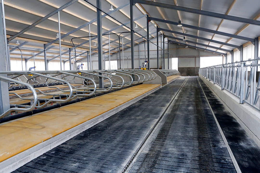 Een stal met een rubberen vloer. Koeien krijgen klauwproblemen als ze lang op beton staan. Rubber neerleggen is een oplossing. Een goede huisvesting en een passend rantsoen zijn basisvoorwaarden voor gezonde klauwen. - Foto: Henk Riswick