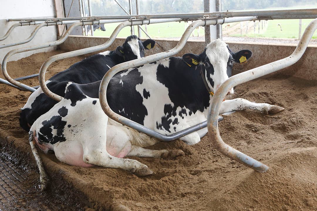 Kijk eens - met de wetenschap dat huisvesting een grote impact heeft op de klauwgezondheid - naar de stal en hoe je de koeien houdt. - Foto: Henk Riswick