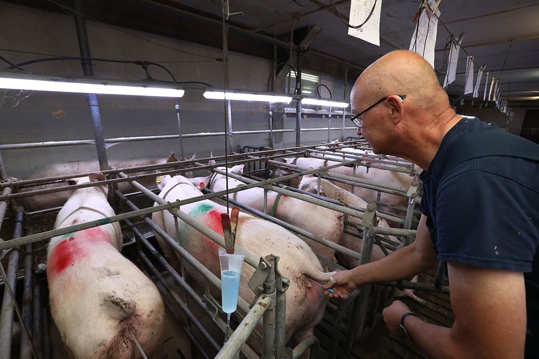 De huidige luxe zeug combineert groeicapaciteit met behoud van lage spekdikte. Die spekdikte stabiliseert op 13 tot 14 millimeter. - Foto: Henk Riswick