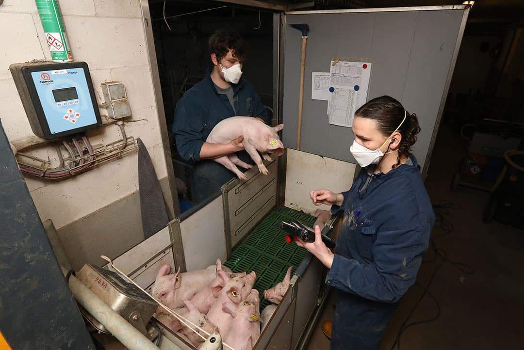 De biggen bij SFR worden driemaal gewogen in hun leven. Onder andere eenmaal bij spenen, zoals hier gebeurt. - Foto's: Henk Riswick