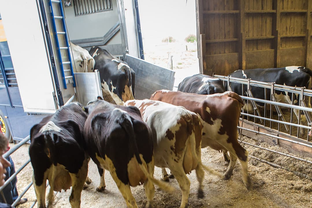De NVWA moet veterinaire certificaten afgeven voor de export van fokvee naar Oekraïne. - Foto: Peter Roek