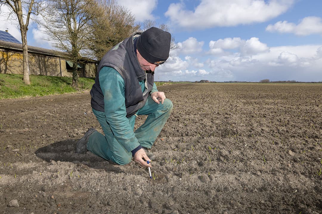 Cees ten Boer bekijkt hoe plantuien zich ontwikkelen op het bedrijf van Robbert van de Zande  in Nieuwerkerk (Zld.).  Drie weken geleden zijn de plantuitjes gezet. Ze zijn gaan groeien, maar wachten nu op meer warmte. - Foto: Peter Roek