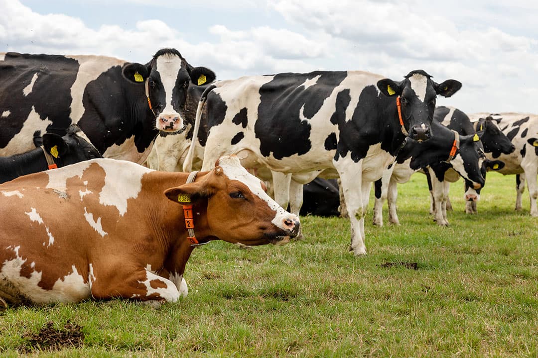 streefwaarde voor weidegang