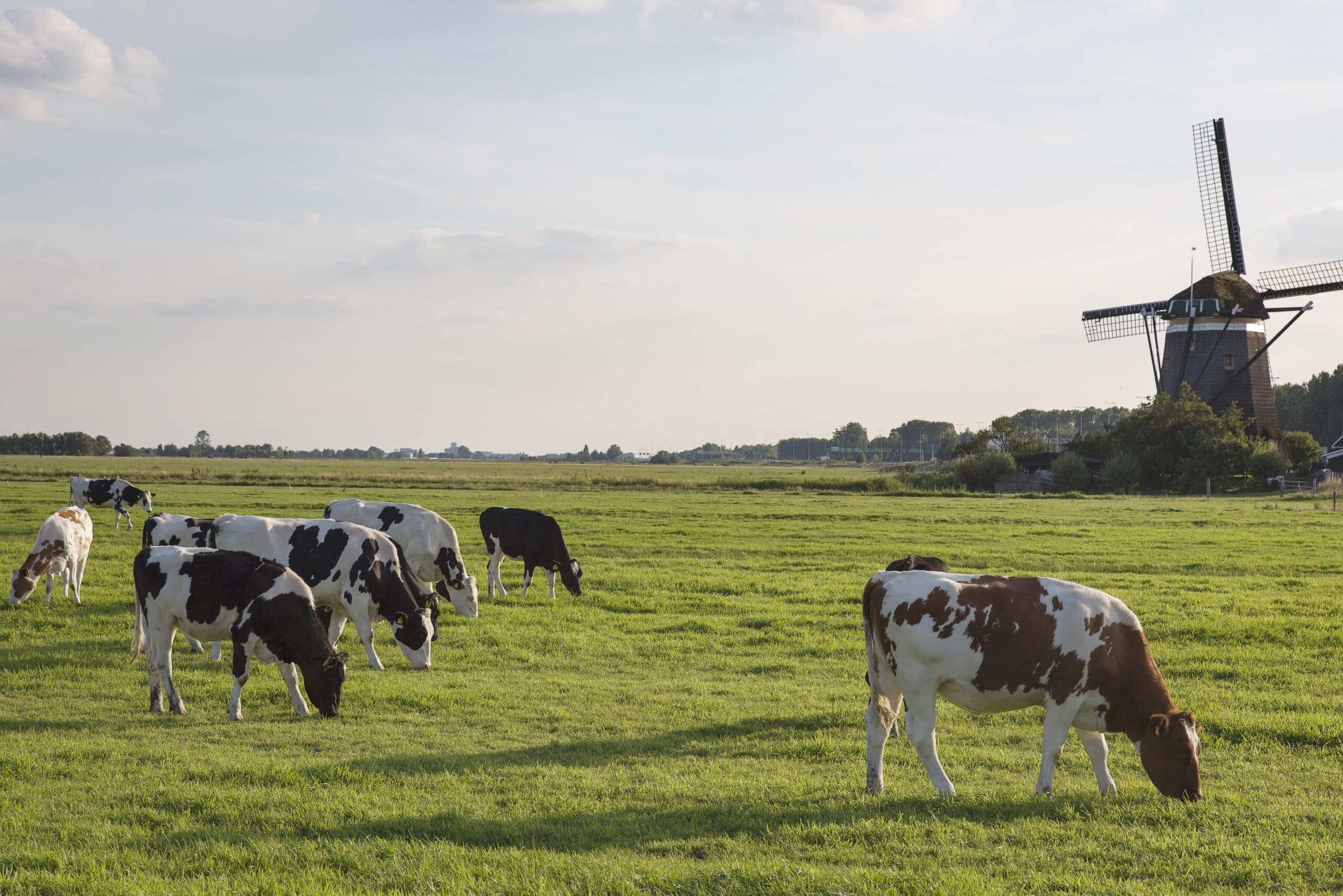 aption id="attachment_562449" align="alignnone" width="1024"] De Nederlandse Voedsel- en Warenautoriteit (NVWA) ziet toe op de veiligheid van voedsel- en consumentenproducten, het dierenwelzijn en de bescherming van de natuur.