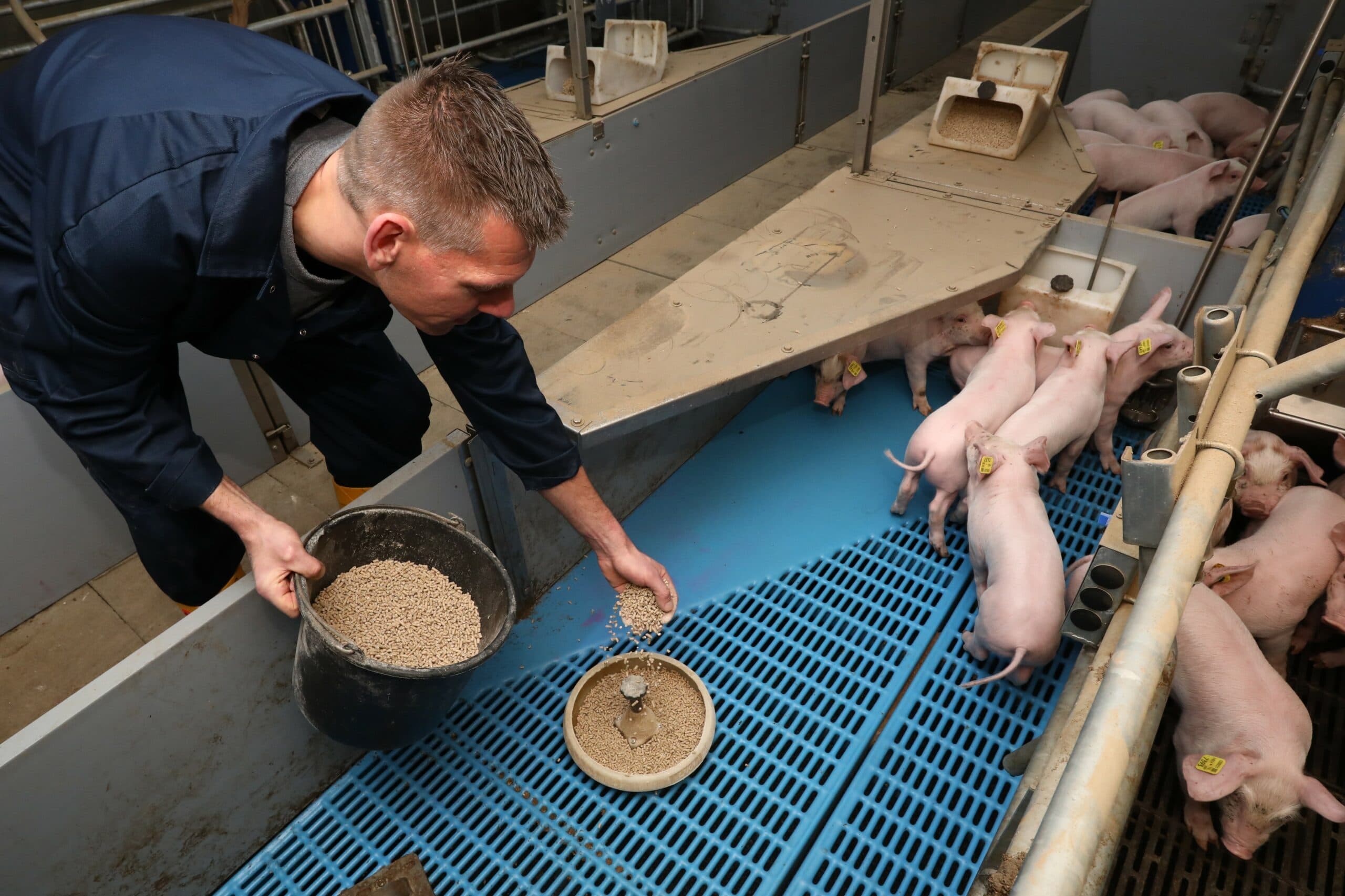 Biggen spenen op vijf weken geeft vitalere biggen en fittere zeugen