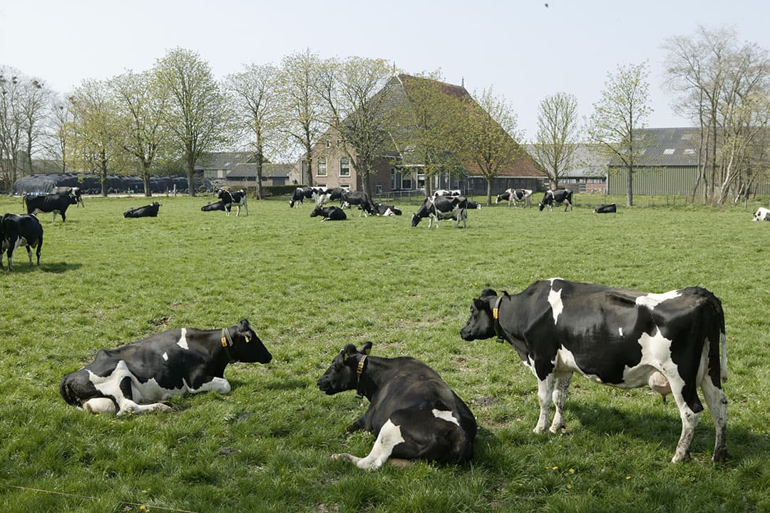Friesland is de melkveeprovincie van Nederland. Bijna een vijfde van alle melkkoeien staat in deze provincie. Een gemiddeld bedrijf heeft 126 stuks melkvee. - Foto: Henk Riswick