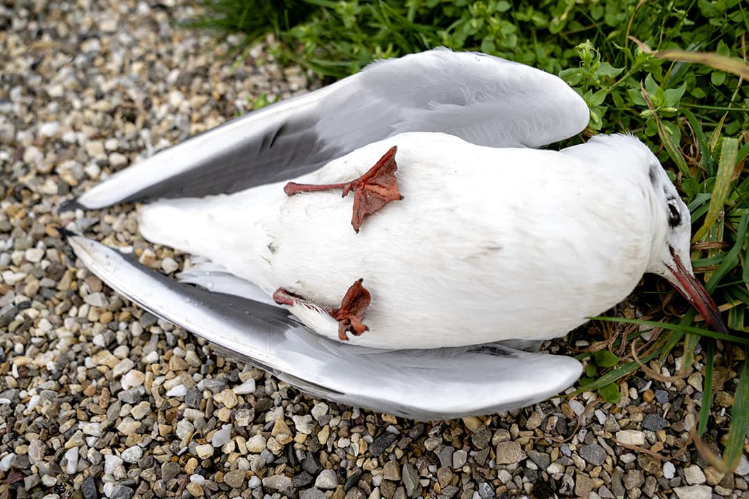 Kokmeeuw, vermoedelijk gestorven door vogelgriep. - Foto: ANP