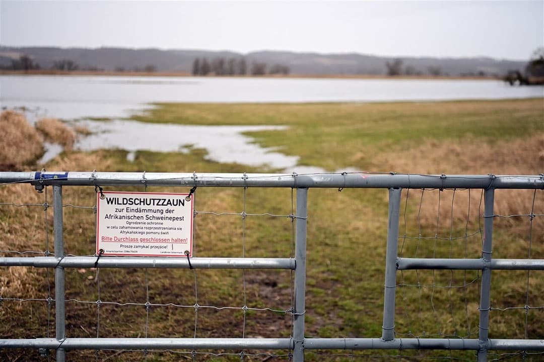 Een hekwerk in de deelstaat Brandenburg moet wilde zwijnen en daarmee verspreiding van Afrikaanse varkenspest tegenhouden. - Foto: ANP