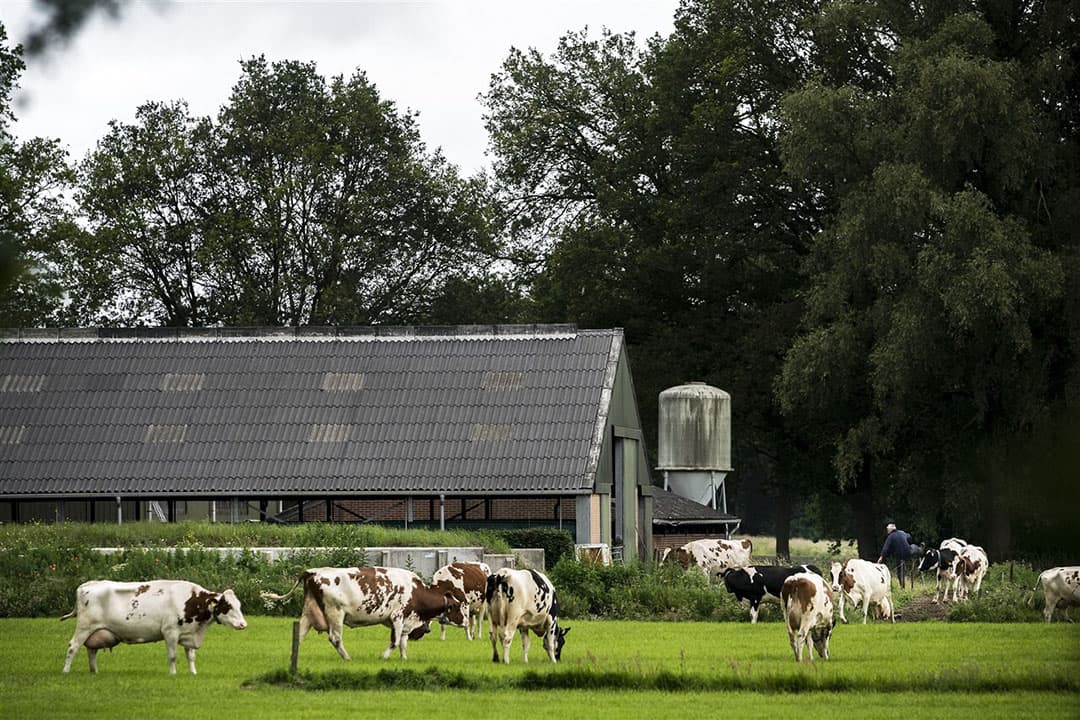 De vergoedingen door de overheid aan ondernemers die productierechten laten vervallen, hun gebouwen afstoten of landbouwgrond verkopen, worden gezien als vermogensschadevergoeding en zijn daarmee geen inkomen. - Foto: ANP