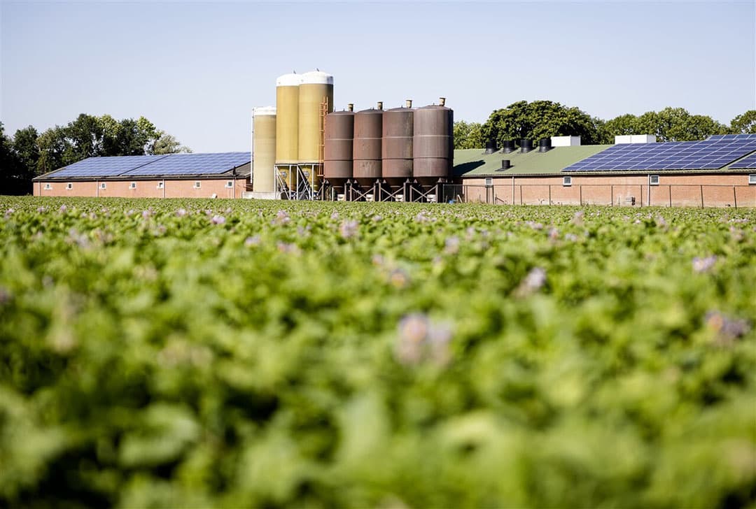 Varkensbedrijf in Noord-Brabant. - Foto: ANP