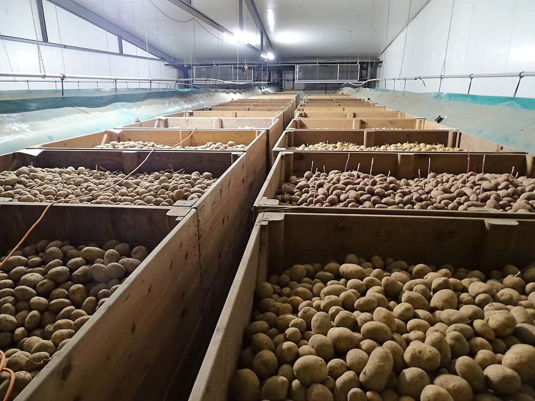 aardappelen