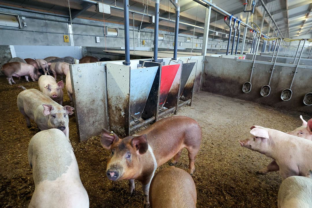 Livar is een van de velen concepten die de varkensmarkt inmiddels rijk is. Keurmerken en concepten alleen zijn echter niet voldoende om varkensvlees populairder te maken. - Foto: Bert Jansen