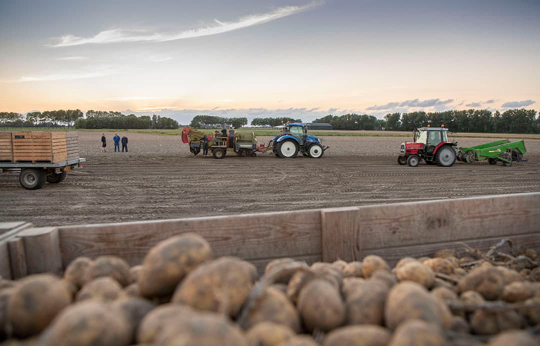 Pootaardappelen stonden in eerste instantie niet op de lijst van gewassen die in aanmerking komen voor de eco-activiteit vroeg rooien. Het vroeg rooien van pootaardappelen (voor 1 september) is deze maand alsnog toegevoegd. - Foto: Mark Pasveer