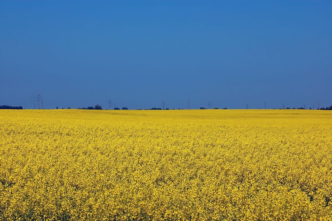 Oekraïne doet er alles aan om zo snel mogelijk na beëindiging van de oorlog lid te mogen worden van de Europese Unie. - Foto: Canva/Getty Images