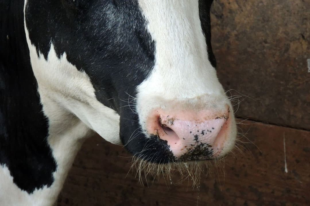 Bekende symptomen van BSE bij levende dieren zijn onder andere gedragsveranderingen, zoals nervositeit. - Foto: Canva/Getty Images