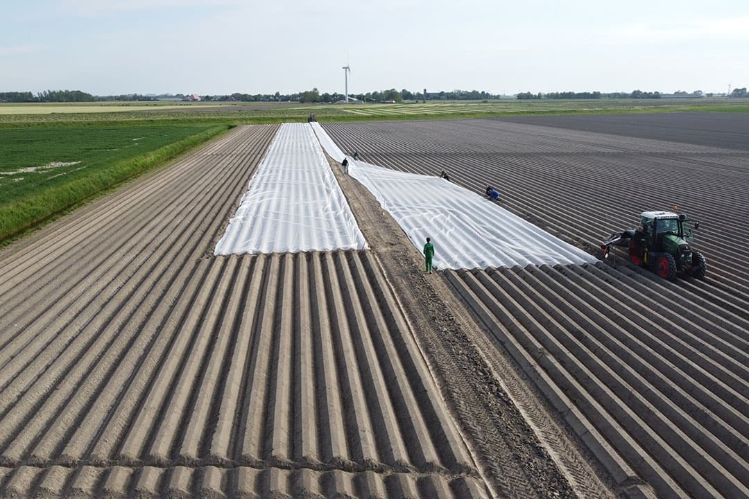 Aanbrengen van luizengaas over een perceel miniknollen. De investering in gaas betaalt zich weer in een gezondere nateelt. - Foto: Agrifirm