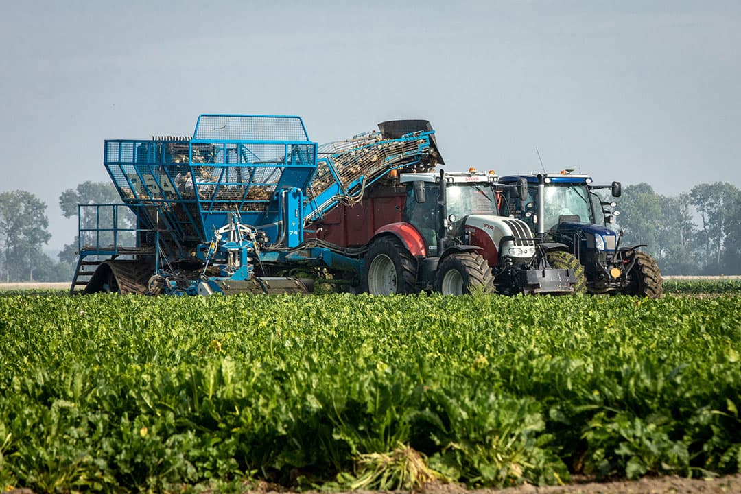 Oogst van suikerbieten in Flevoland. De eerste deel van de campagne zijn de bieten onder goede omstandigheden geoogst. - Foto: Koos Groenewold