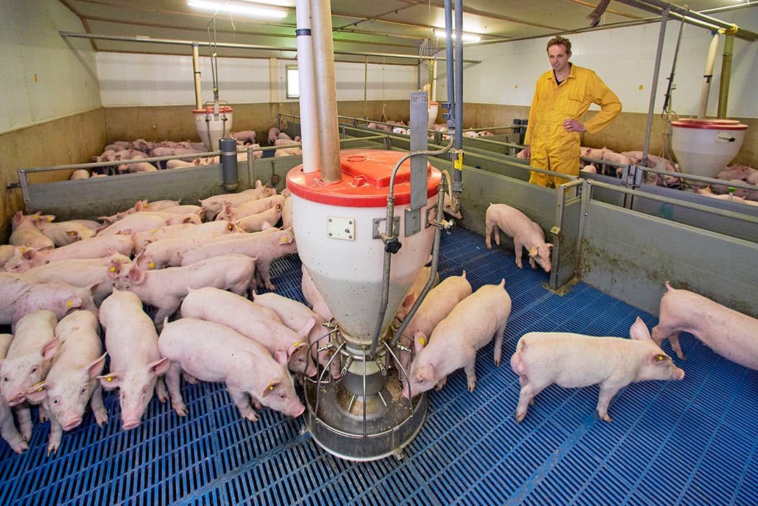 Het aanpassen van de situatie in de biggenstal is vaak een zaak van de lange adem. Het doorvoeren van veranderingen kost tijd en resultaten zijn meestal niet binnen een paar weken zichtbaar. - Foto's: Van Assendelft