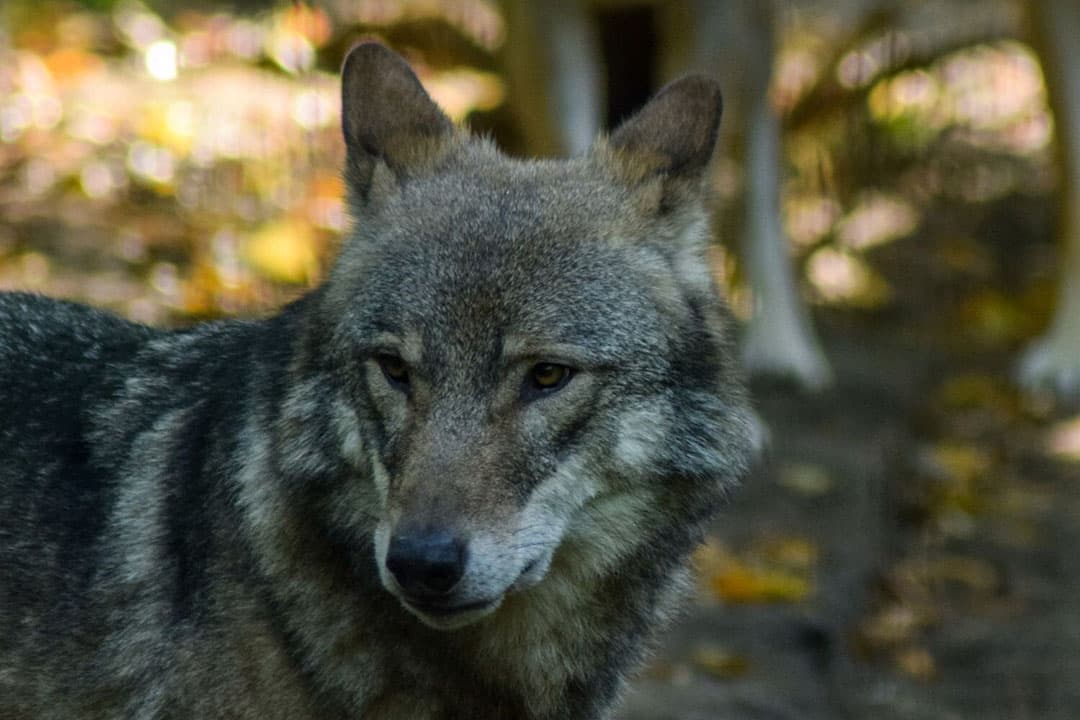 Volgens de 12 lidstaten heeft de wolf met andere grote roofdieren een “onmisbare rol” in de natuur. - Foto: Canva/Getty Images