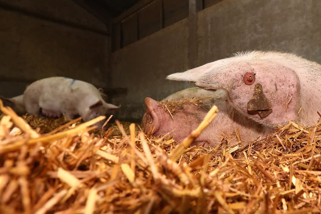 "Wij hadden in Duitsland lang een groot biologisch varkensbedrijf en ik kan de voordelen nog steeds niet echt vinden", aldus columnist Mari van Genugten. - Foto: Henk Riswick
