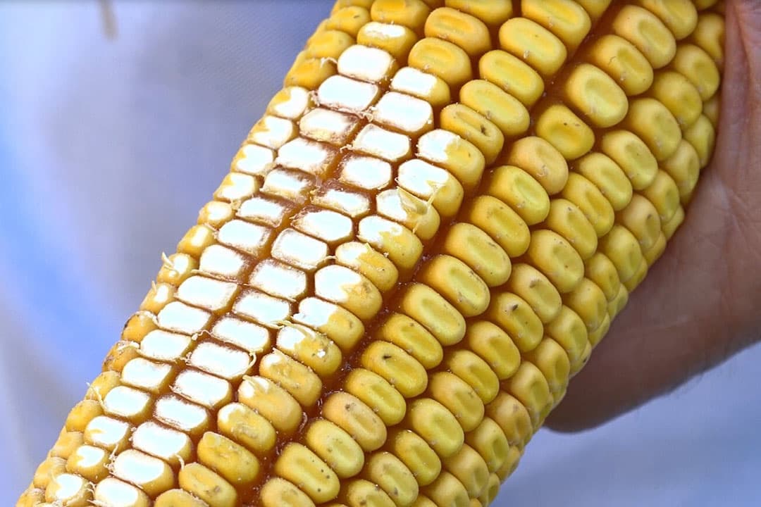 Bij Dent-mais is het zachte zetmeel omgeven door een veel dunnere korrelhuid. Daardoor is de zetmeelverteerbaarheid beter. - Foto's: Corteva Agriscience