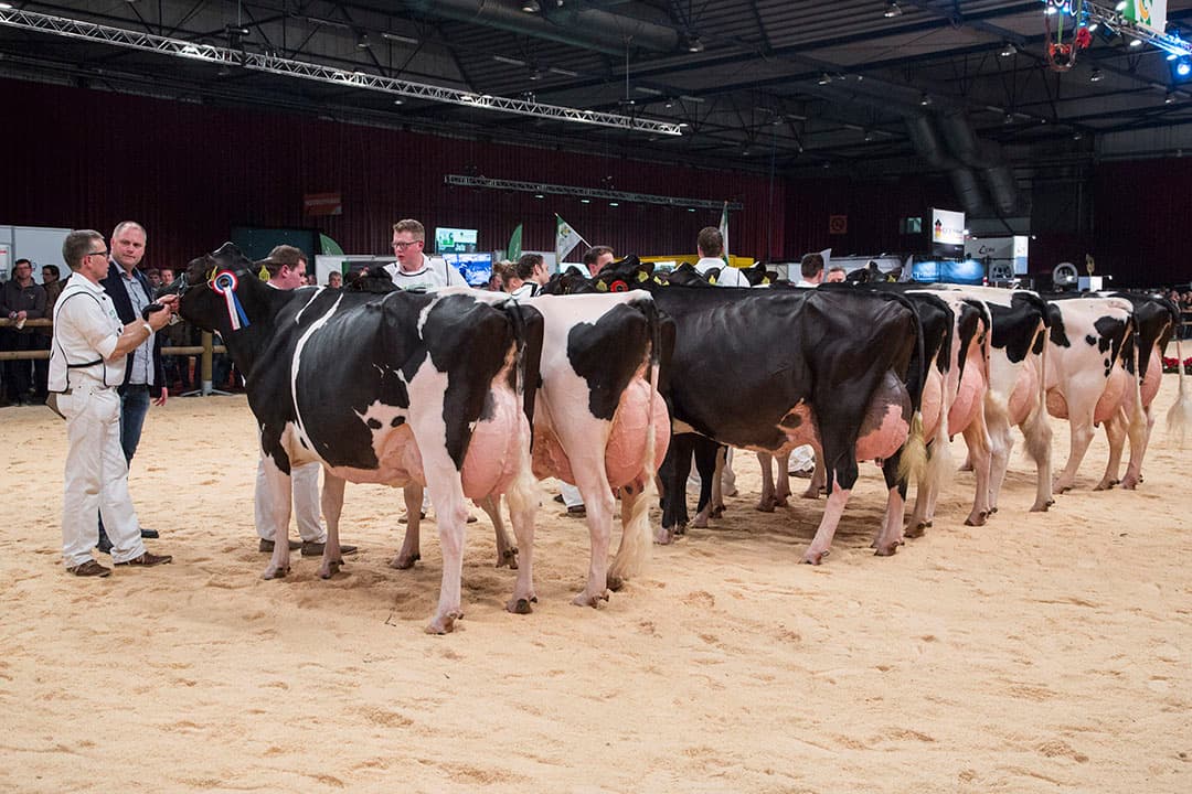 Keuring van koeien. Vanwege IBR-uitbraken zijn verschillende koeienkeuringen afgelast. - Foto Koos Groenewold
