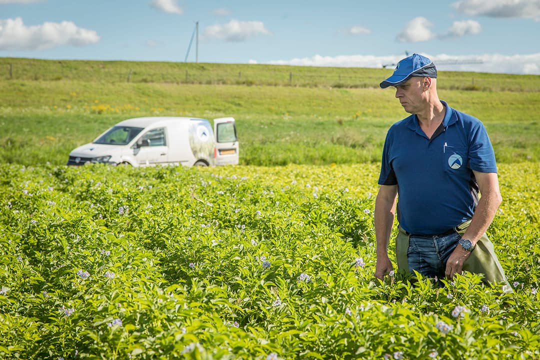 Veldkeuring van pootaardappelen door een NAK keurmeester. In de veldkeuring wordt het bladrolvirus weer regelmatig gesignaleerd. - Foto: Koos Groenewold