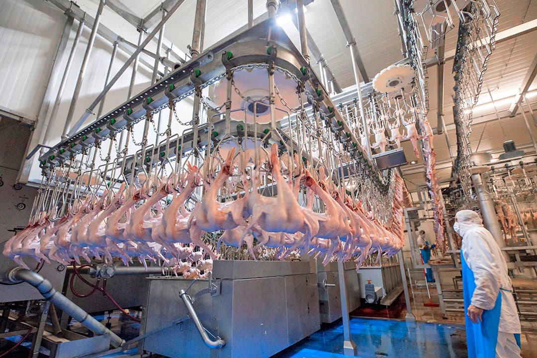 Tomassen Duck-To ging in september weer slachten nadat de eendenslachterij vier en een halve maand had stilgelegen na de verplichte sluiting van de horeca om corona te beteugelen. De productie kwam niet meer terug op het oude niveau. - Foto: Koos Groenewold