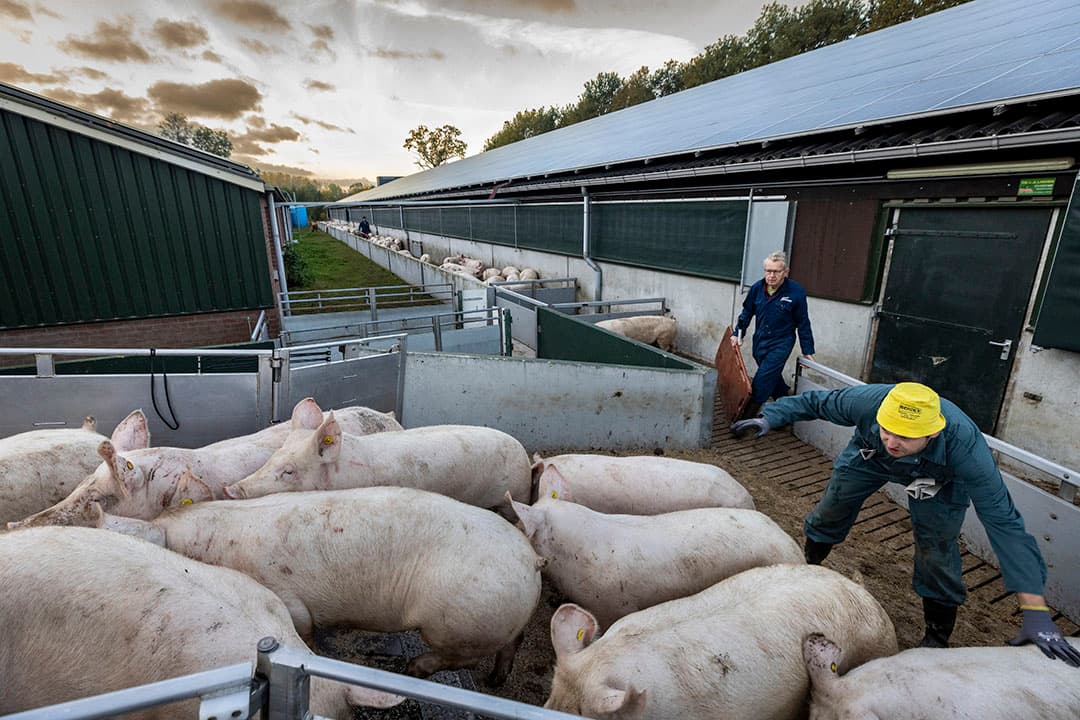 Foto: Koos Groenewold
