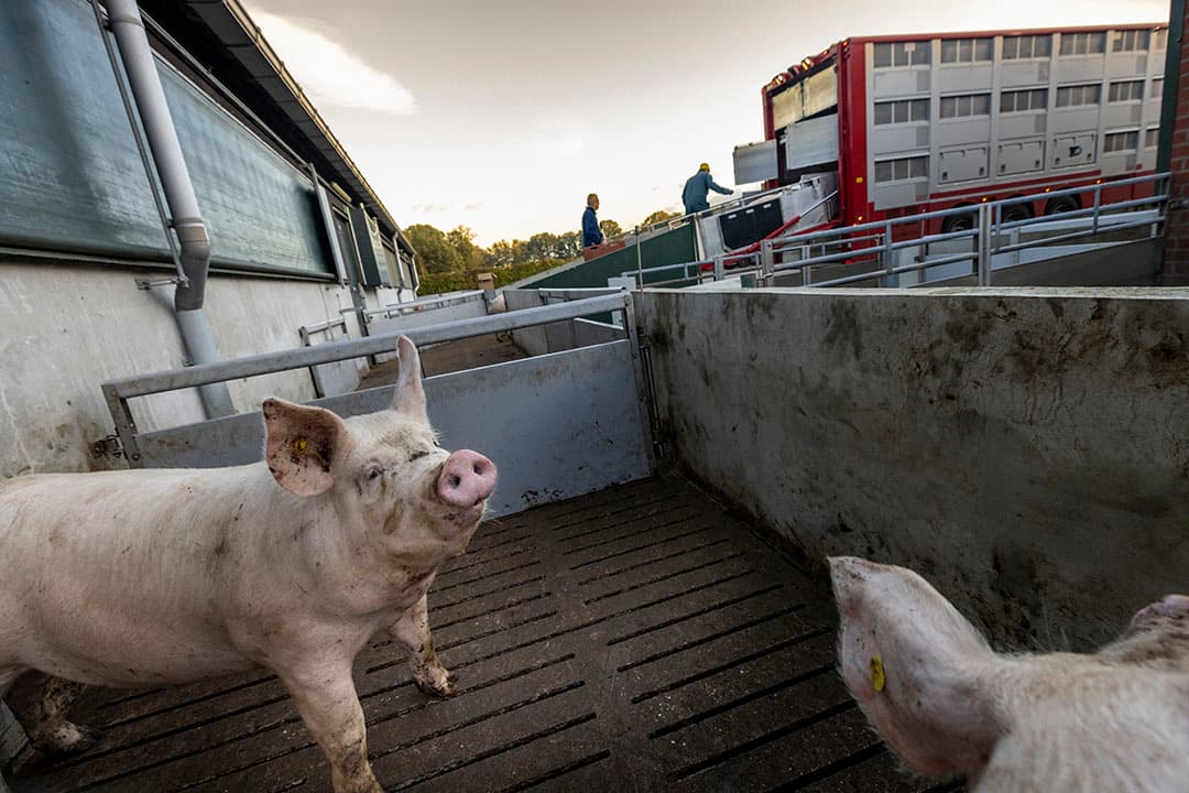 Vion verhoogt de notering met € 0,12. Dit is de grootste verhoging in vier weken van prijsstijging. - Foto: Koos Groenewold
