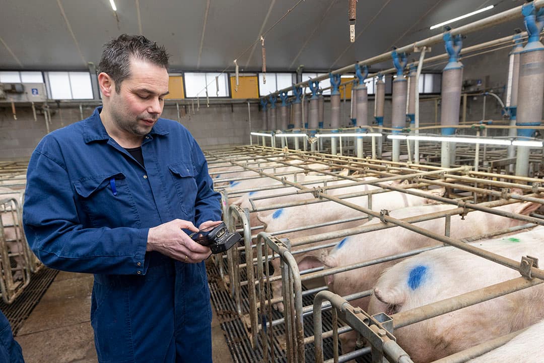 De nieuwe dekstal is ruim en licht en heeft de mogelijkheid om aan de zeugen twee voersoorten te verstrekken, waaronder een flushvoer.
