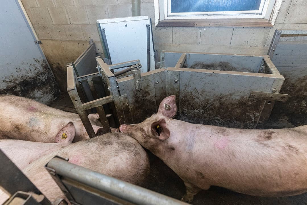 Het aanleerstation voor de gelten. Kampert hoeft de dieren hier hooguit tweemaal in te drijven. Dan kennen ze de techniek.