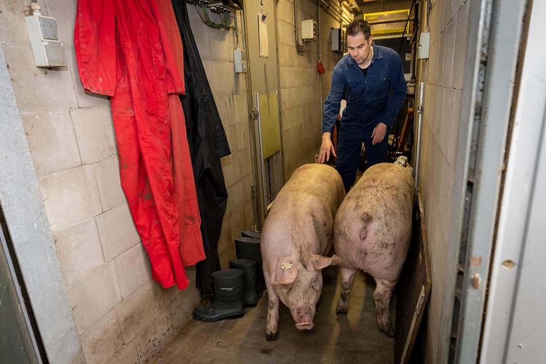 Zonder veel inspanning laten de opfokzeugen zich richting de weegschaal dirigeren.