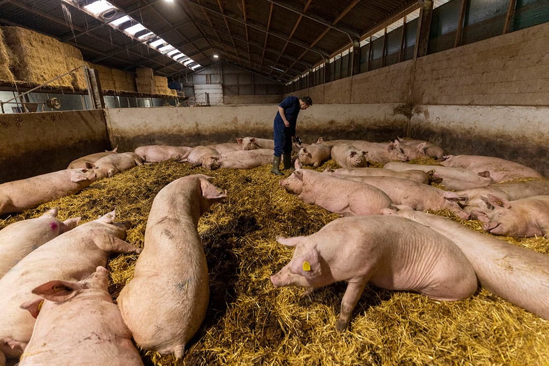 De drachtige zeugen liggen in een strostal die is voorzien van voerstation. De voergift wordt na veertig dagen dracht verlaagd van 3,4 kilo per dag naar 2,8 kilo.