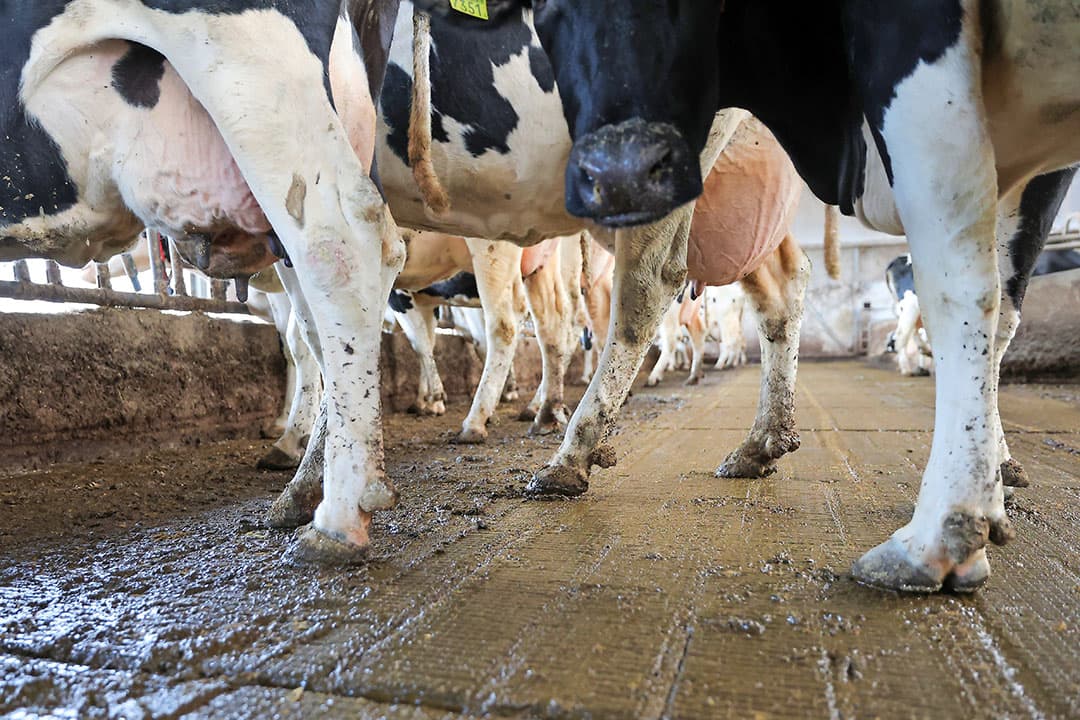 In de komende periode kan de druk op klauwgezondheid oplopen, met name bij overbezetting of minder goede stal- en vloerhygiëne. - Foto: Bert Jansen