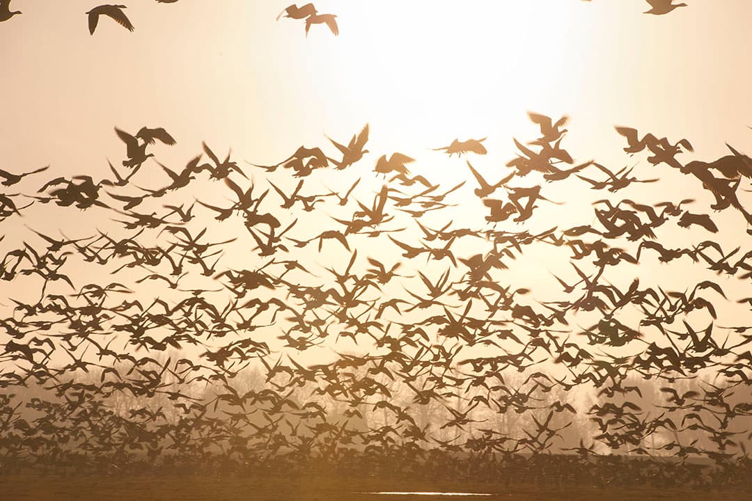 Boeren zijn scpetisch over het effect van maatregelen om ganzen te verjagen en ganzenschade te voorkomen. - Foto: Mark Pasveer