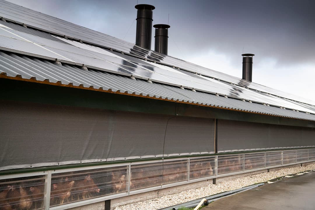 Doel is om de uitstoot van fijnstof uit pluimveestallen in 2030 te halveren ten opzichte van 2016. - Foto: Mark Pasveer