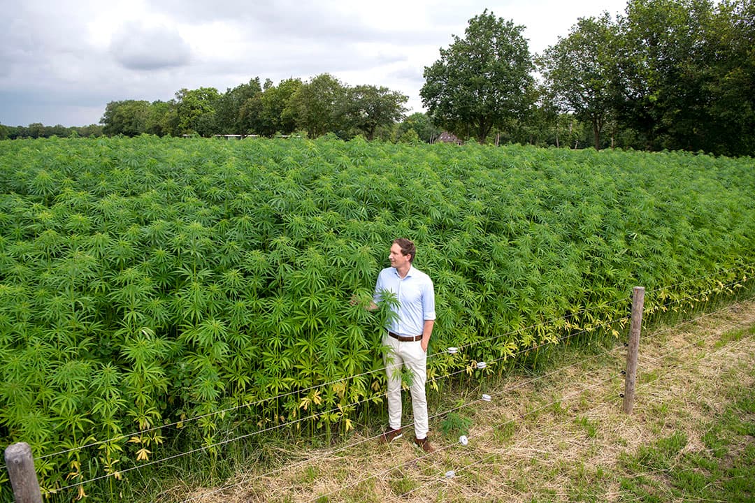 Marthijs Roorda, oprichter en algemeen directeur van GreenInclusive, bij een perceel vezelhennep. Zijn bedrijf zette de stap om het hele proces van teelt tot eindproduct te certificeren. - Foto: Mark Pasveer