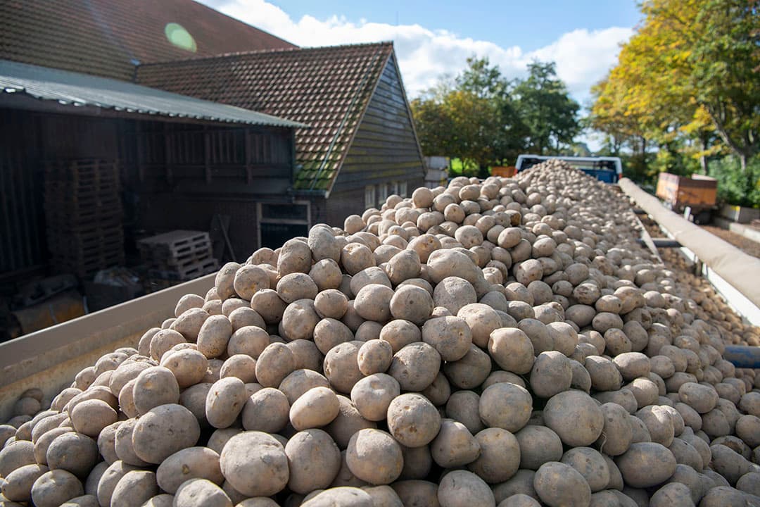 De prognoseprijs van HZPC voor pootgoed is fors hoger dan de beide voorgaande jaren en moet in de ranglijst van de afgelopen tien jaar alleen 2019 (€ 38) en 2018 (€ 41) voor zich laten gaan. - Foto: Mark Pasveer